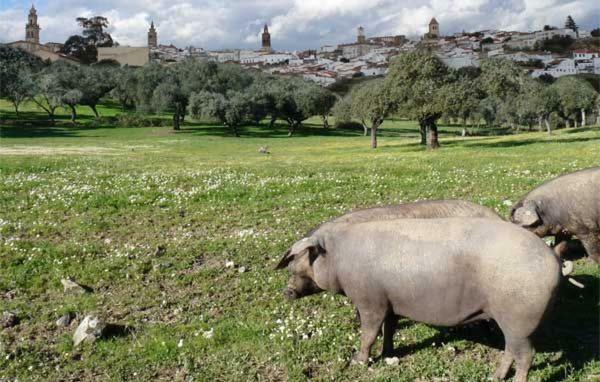Ferienwohnung Buhardilla Rustica Mirando A Santa Catalina Jerez De Los Caballeros Exterior foto